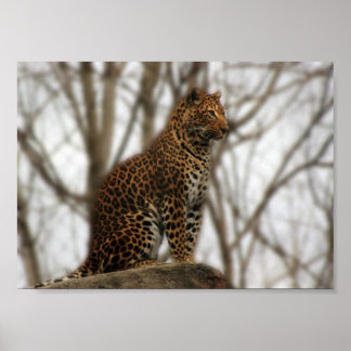 Póster Cheetah Poster