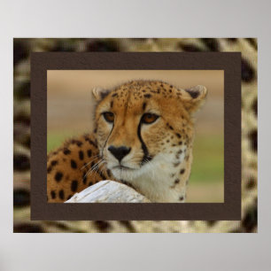 Póster Cheetah Poster