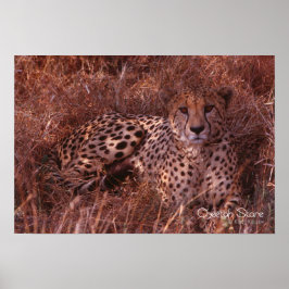 Póster Cheetah Stare