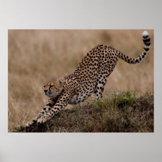 Póster Cheetah Stretch