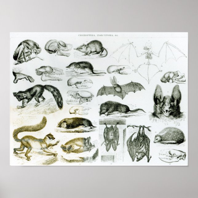 Póster Cheiroptera, Insectivora (Frente)