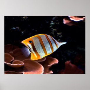 Póster Chelmon rostratus