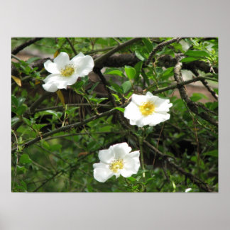 Póster Cherokee Old Climbing Rosa