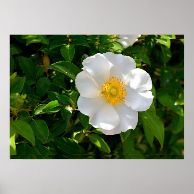 Póster Cherokee Rosa Flower (Frente)