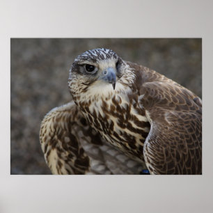 Póster Cherrug de falco