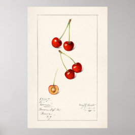 Póster Cherry