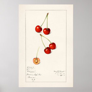 Póster Cherry