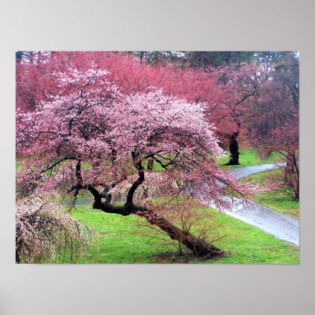 Póster Cherry Blossom Lane (Frente)