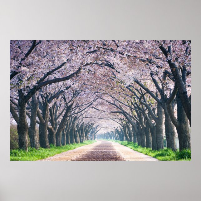 Póster Cherry Blossom Lane (Frente)