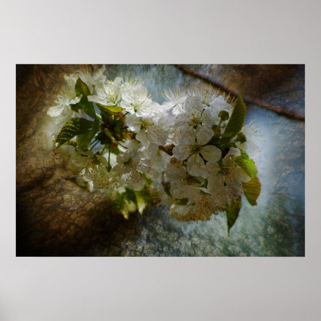 Póster Cherry Blossom Wonder (Frente)