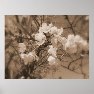 Póster cherry blossoms in the sky, sepia