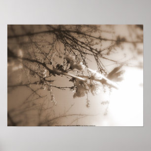 Póster cherry blossoms in the sun, sepia