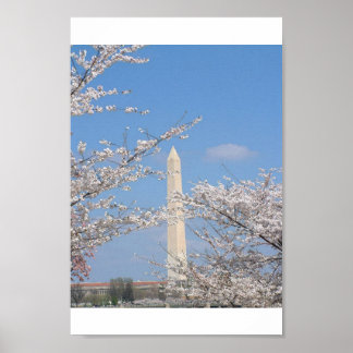 Póster Cherry Blossoms in Washington DC