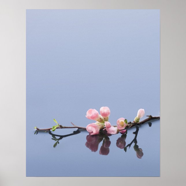 Póster Cherry blossoms on water (Frente)