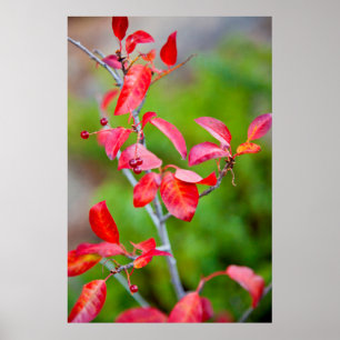 Póster Cherry De Choke Occidental (Prunus Virginiana) En