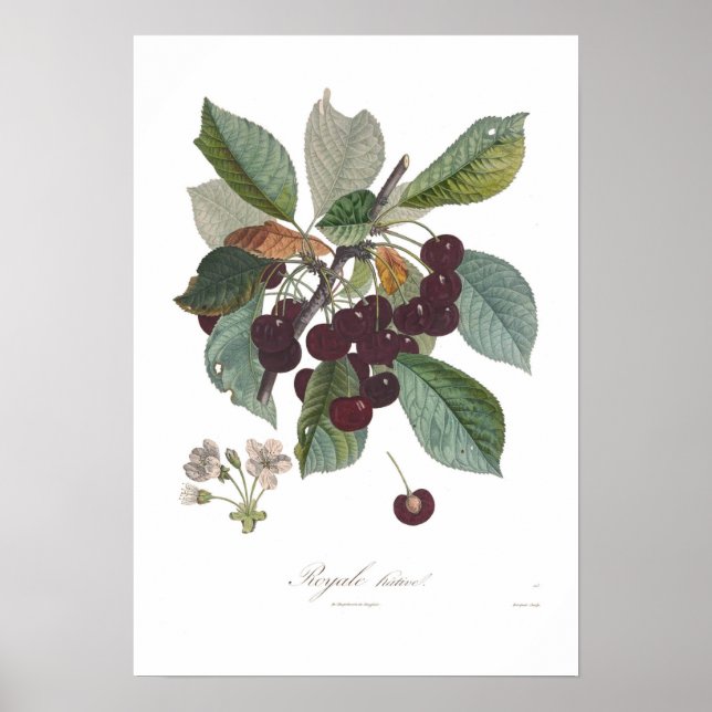 Póster Cherry, Early Royale (Frente)