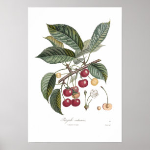 Póster Cherry, Royale