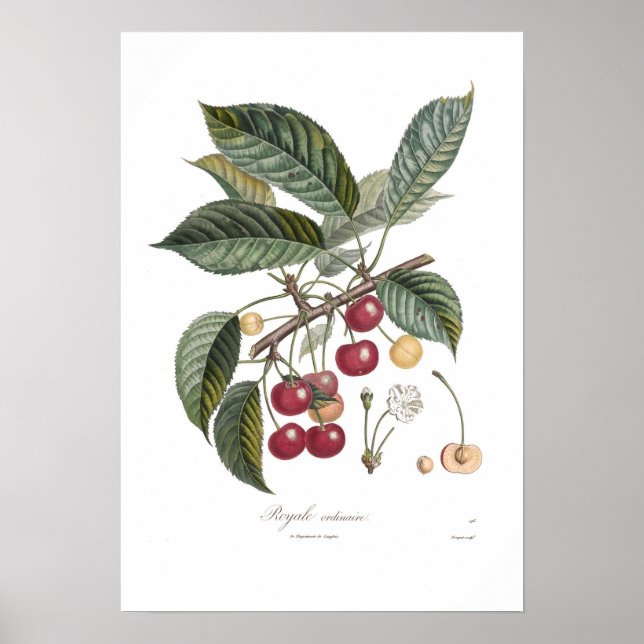 Póster Cherry, Royale (Frente)