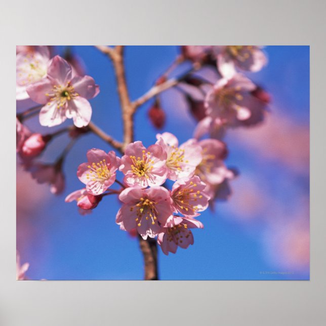 Póster Cherryblossom (Frente)