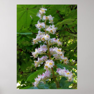 Póster chestnut flower