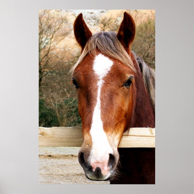 PÓSTER CHESTNUT HORSE (Frente)