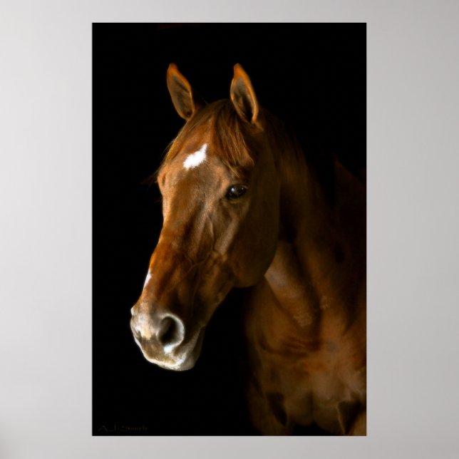 Póster Chestnut Thoroughbred (Frente)