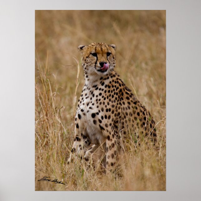 Póster Chetah Lip (Frente)