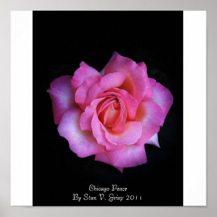 Póster Chicago Peace Rose By Stan The Roseman