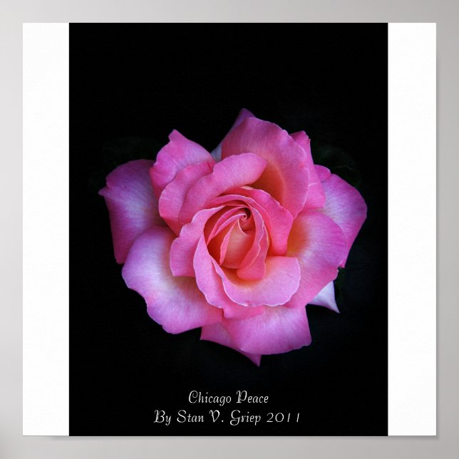 Póster Chicago Peace Rose By Stan The Roseman (Frente)