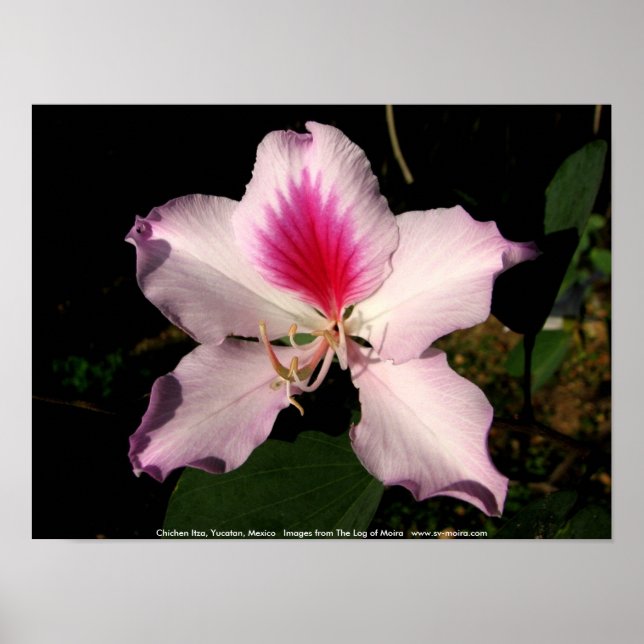 Póster Chichen Itza, Yucatán, México (Frente)