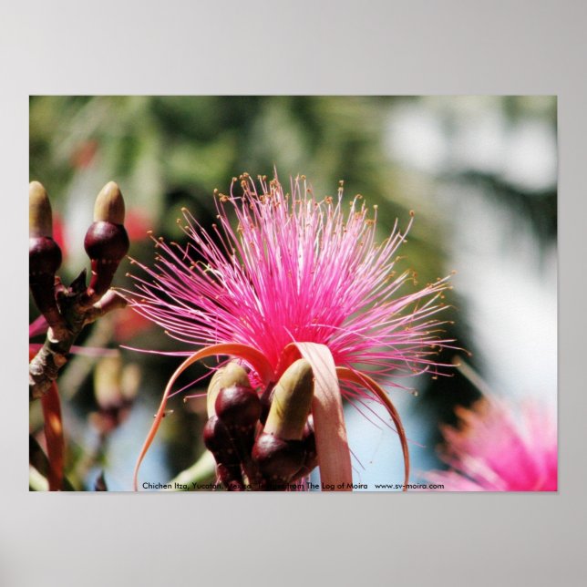 Póster Chichen Itza, Yucatán, México (Frente)