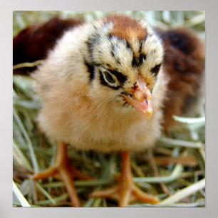 Póster Chick