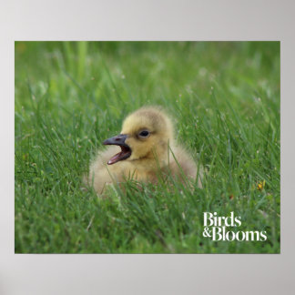 Póster Chick de ganso canadiense