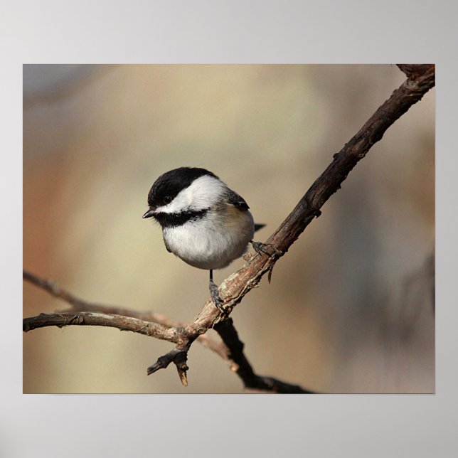 Póster Chickadee (Frente)
