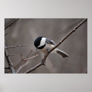 Póster Chickadee capsulado negro