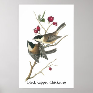 Póster Chickadee con gorra negra, John Audubon