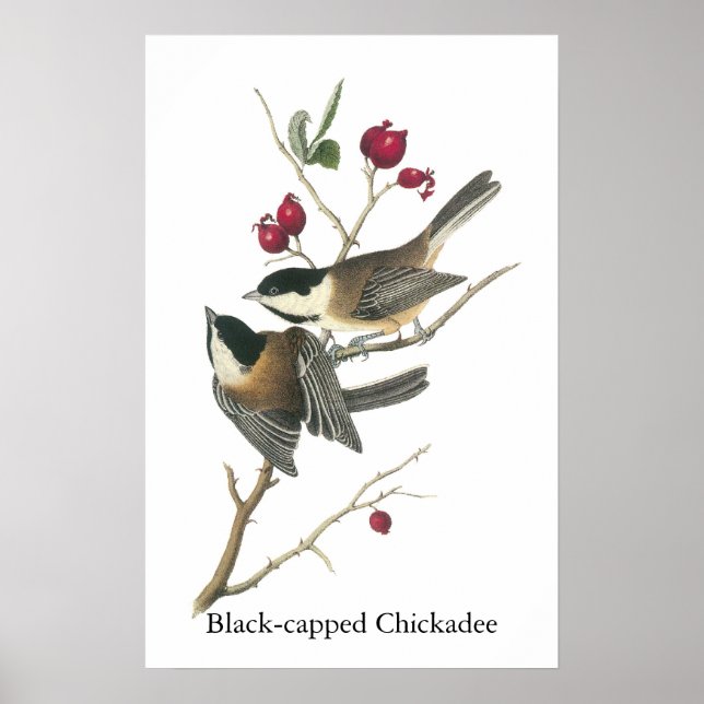 Póster Chickadee con gorra negra, John Audubon (Frente)