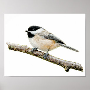 Póster Chickadee en rama