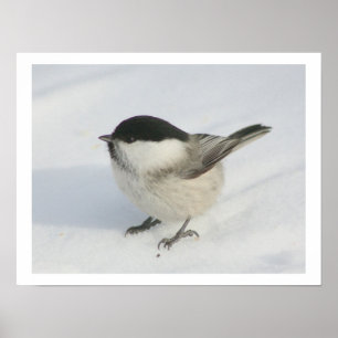 Póster Chickadee in the Snow