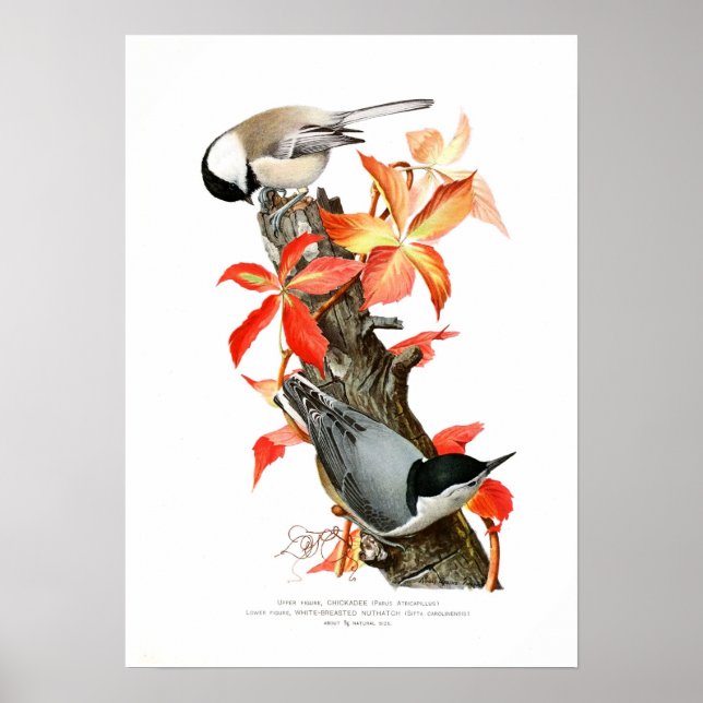 Póster Chickadee y Nuthatch (Frente)