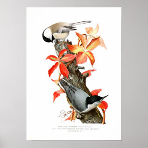 Póster Chickadee y trepatroncos