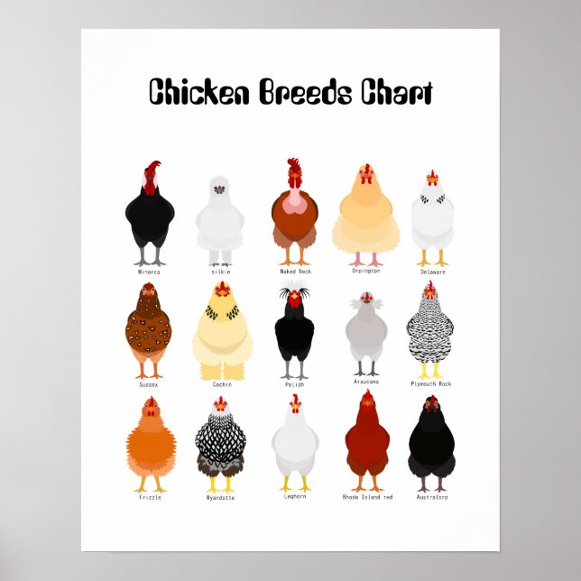 Póster chicken breeds chart (Frente)
