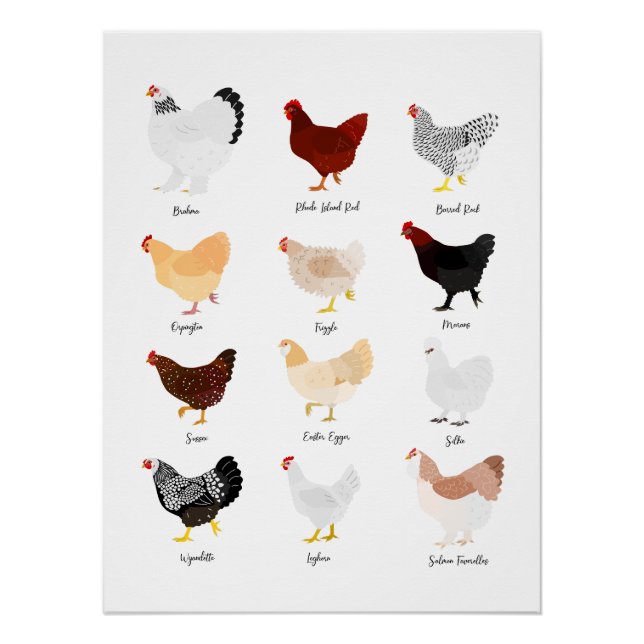 Póster chicken breeds chart (Anverso)