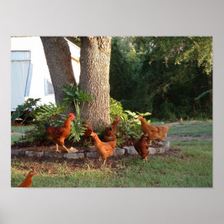 Póster Chicken Chant