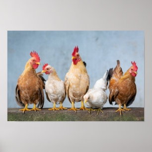 Póster Chickens and Roosters on a Wall