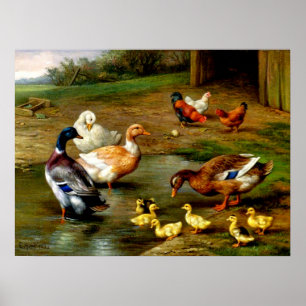 Póster Chickens, Ducks And Ducklings At The Farm