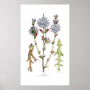 Póster Chicory