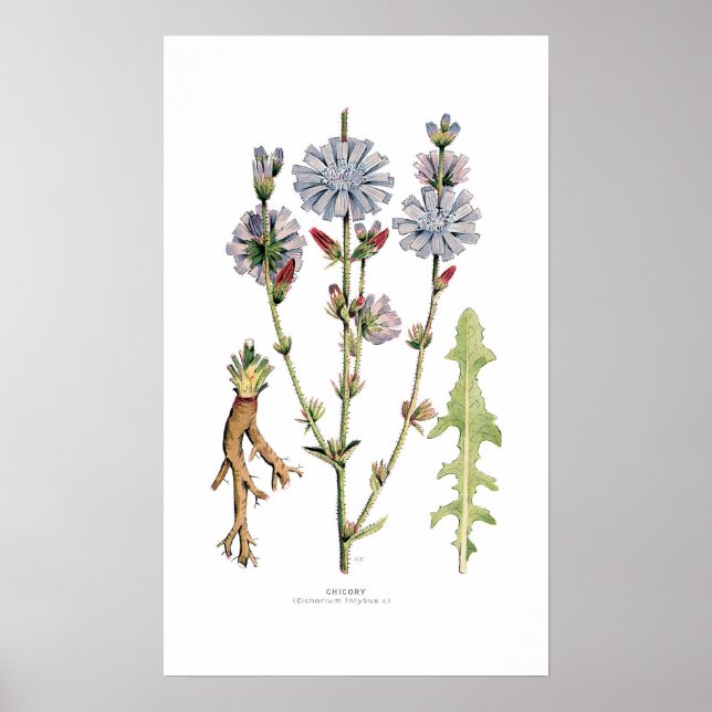 Póster Chicory (Frente)