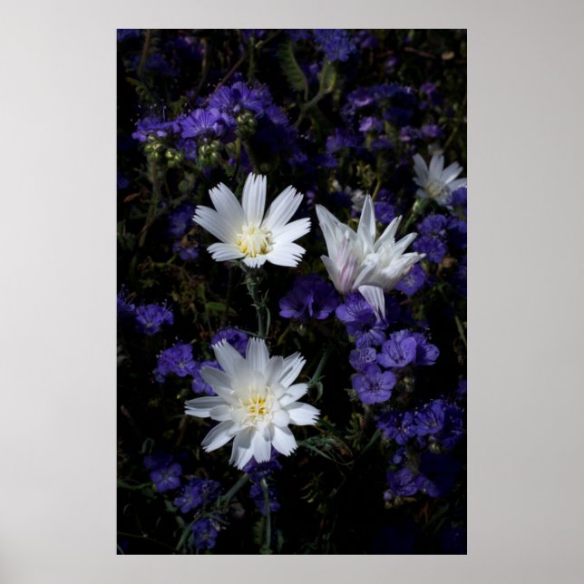 Póster Chicory y Phacelia Wildflowers (Frente)