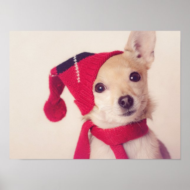 Póster Chihuahua En El Cap De Invierno (Frente)